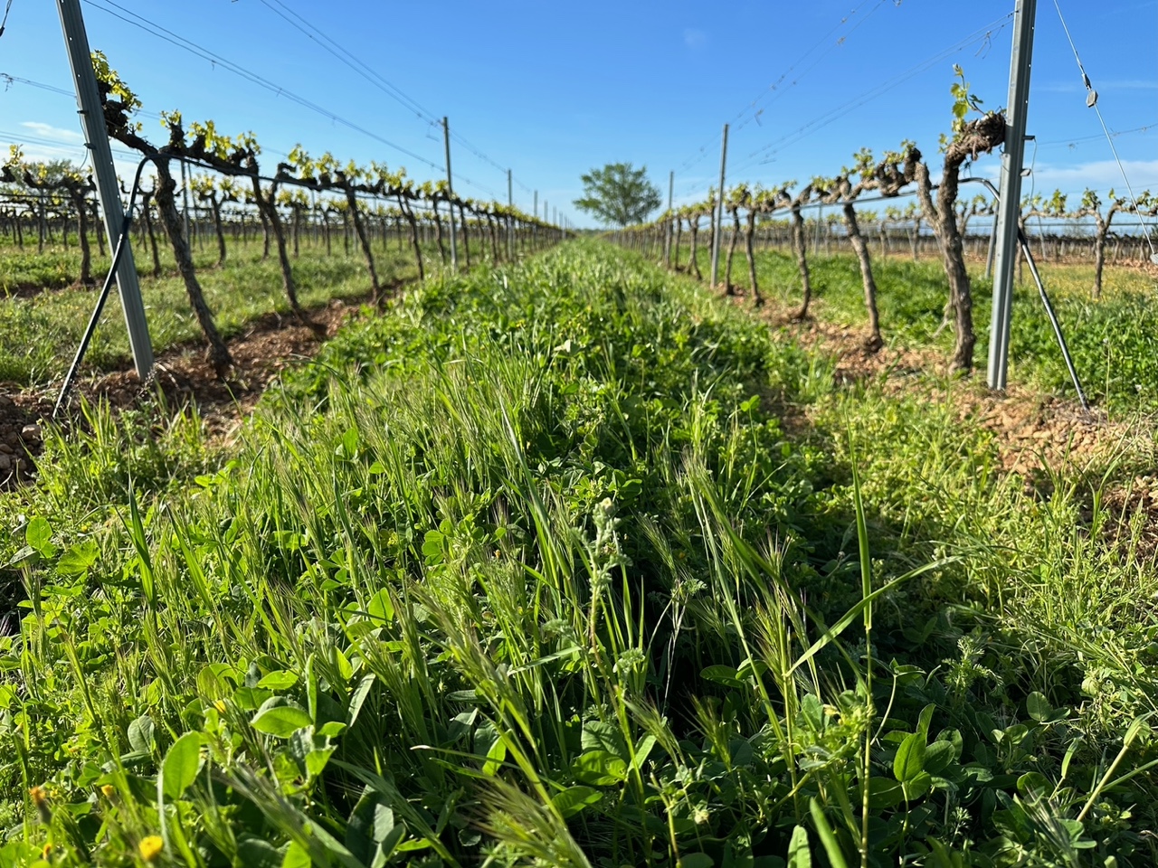 cubiertas vegetales agricultura conservación|cubiertas vegetales agricultura conservación|cubiertas vegetales agricultura conservación